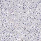 Anti-EGFL6 Antibody