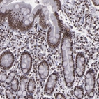 Immunohistochemical staining of human duodenum shows strong nuclear positivity in glandular cells.