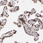 Immunohistochemical staining of human placenta shows strong nuclear positivity in trophoblastic cells.