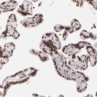 Immunohistochemical staining of human placenta shows strong nuclear positivity in trophoblastic cells.