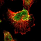 Immunofluorescent staining of human cell line U-251 MG shows localization to nucleoplasm & mitochondria.