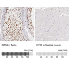 Anti-INTS6 Antibody