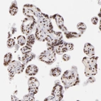 Immunohistochemical staining of human placenta shows moderate nuclear positivity in trophoblastic cells.