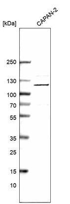 Western blot analysis in human cell line CAPAN-2.