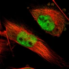 Immunofluorescent staining of human cell line U-251 MG shows localization to nucleoplasm.