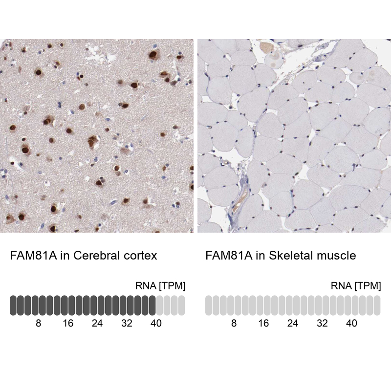 Anti-FAM81A Antibody