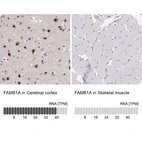 Anti-FAM81A Antibody