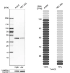 Western blot analysis in human cell lines A-549 and HEK293 using Anti-TMOD3 antibody. Corresponding TMOD3 RNA-seq data are presented for the same cell lines. Loading control: Anti-HDAC1.