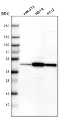 Western blot analysis in mouse cell line NIH-3T3, rat cell line NBT-II and rat cell line pC12.
