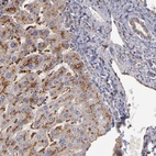 Anti-TRAF1 Antibody