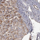 Anti-TRAF1 Antibody