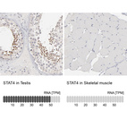 Anti-STAT4 Antibody