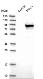 Western blot analysis in control (vector only transfected HEK293T lysate) and STAT4 over-expression lysate (Co-expressed with a C-terminal myc-DDK tag (~3.1 kDa) in mammalian HEK293T cells, LY401095).