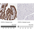 Anti-STAT6 Antibody