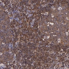 Immunohistochemical staining of human tonsil shows moderate nuclear and cytoplasmic positivity in non-germinal center cells.