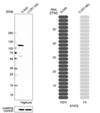 Western blot analysis in human cell line A-549 and human cell line U-251 MG.
