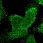 Immunofluorescent staining of human cell line U-2 OS shows localization to nuclear membrane & cytosol.
