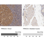 Anti-PRKCD Antibody