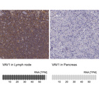 Anti-VAV1 Antibody