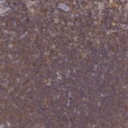 Immunohistochemical staining of human lymph node shows strong cytoplasmic positivity in non-germinal center cells.