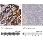 Anti-FAT1 Antibody