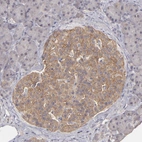 Immunohistochemical staining of human pancreas shows moderate cytoplasmic positivity in islets of Langerhans.