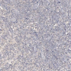 Immunohistochemical staining of human lymph node shows no positivity in non-germinal center cells as expected.