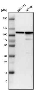 Western blot analysis in mouse cell line NIH-3T3 and rat cell line NBT-II.