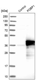 Anti-PQBP1 Antibody