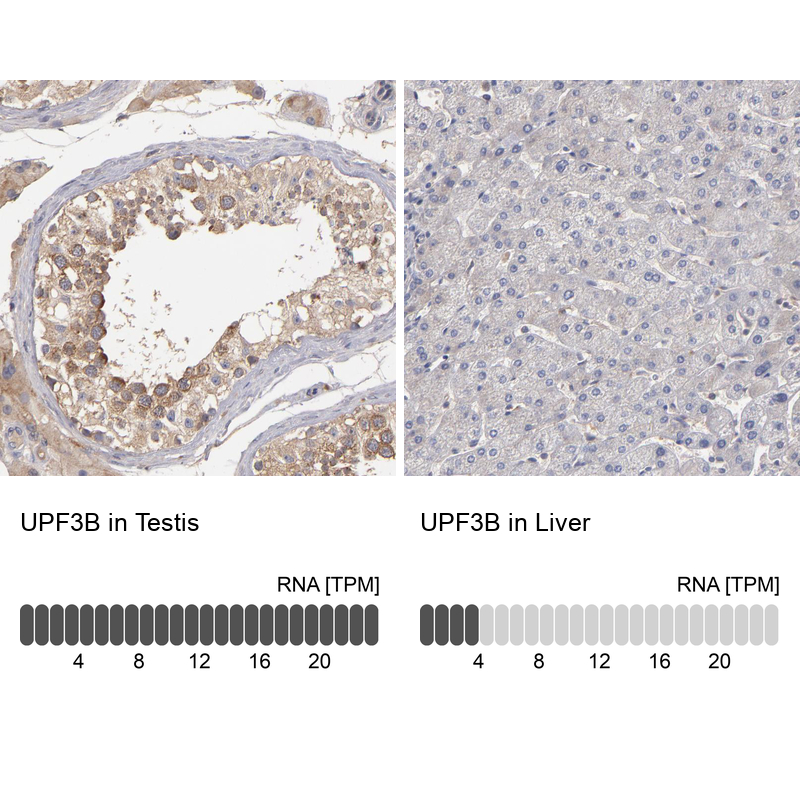 Anti-UPF3B Antibody