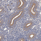 Anti-UPF3B Antibody