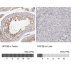 Anti-UPF3B Antibody