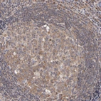 Immunohistochemical staining of human lymphoid tissues shows moderate cytoplasmic positivity in germinal center cells.