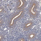 Immunohistochemical staining of human endometrium shows moderate cytoplasmic positivity in glandular cells.
