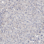 Anti-UPF3B Antibody