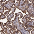 Immunohistochemical staining of human placenta shows strong cytoplasmic positivity in trophoblastic cells.