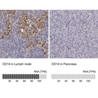 Anti-CD14 Antibody