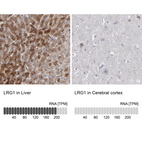 Anti-LRG1 Antibody