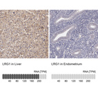 Anti-LRG1 Antibody