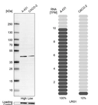 Western blot analysis in human cell line A-431 and human cell line CACO-2.