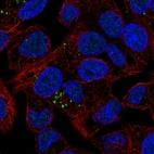 Immunofluorescent staining of human cell line Hep G2 shows localization to vesicles.