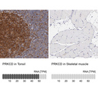 Anti-PRKCD Antibody