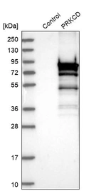 Western blot analysis in control (vector only transfected HEK293T lysate) and PRKCD over-expression lysate (Co-expressed with a C-terminal myc-DDK tag (~3.1 kDa) in mammalian HEK293T cells, LY403724).