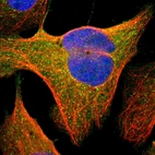 Immunofluorescent staining of human cell line U-2 OS shows localization to cytosol.