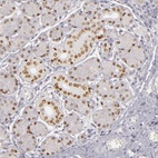 Immunohistochemical staining of human salivary gland shows moderate nuclear positivity in glandular cells.