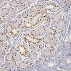 Immunohistochemical staining of human salivary gland shows moderate nuclear positivity in glandular cells.
