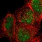 Immunofluorescent staining of human cell line A-431 shows localization to nucleus & nucleoli.