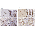 Anti-GPKOW Antibody