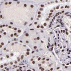 Immunohistochemical staining of human kidney using Anti-GPKOW antibody HPA001894.