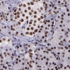 Immunohistochemical staining of human pancreas using Anti-GPKOW antibody HPA001894.